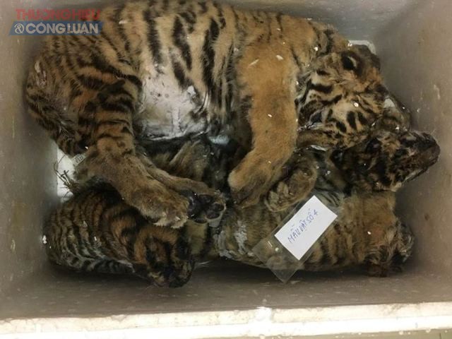 Nghệ An: Phát hiện 5 cá thể hổ đông lạnh trên xế hộp