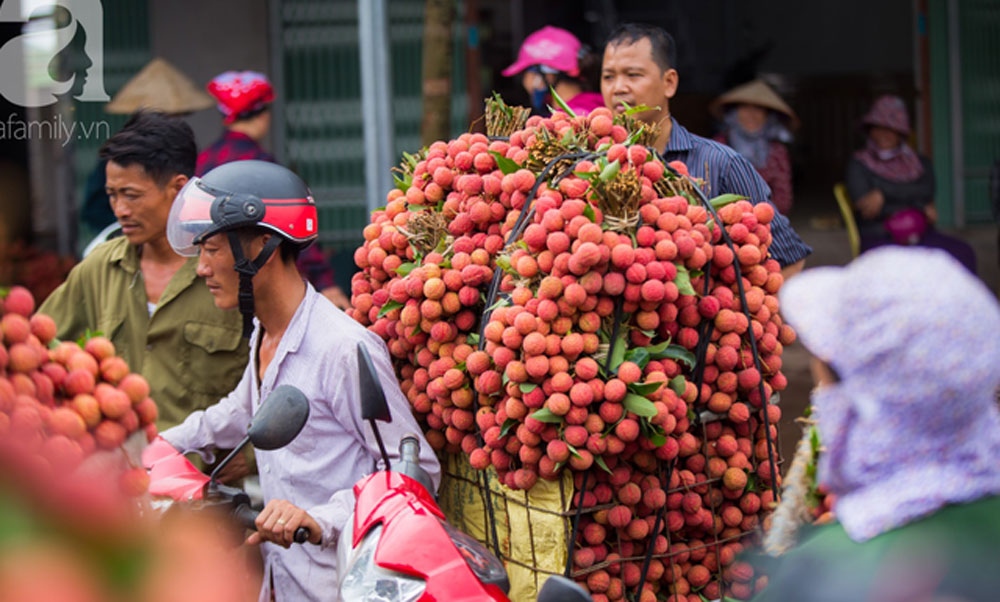 Vải thiều sản lượng thấp hơn, nông dân vẫn vui