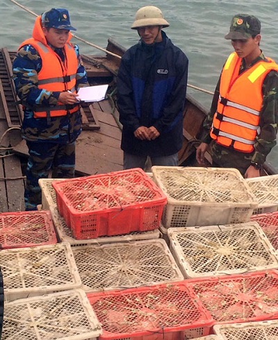 Quảng Ninh: Bắt giữ gần 3.000 con chim bồ câu không rõ nguồn gốc