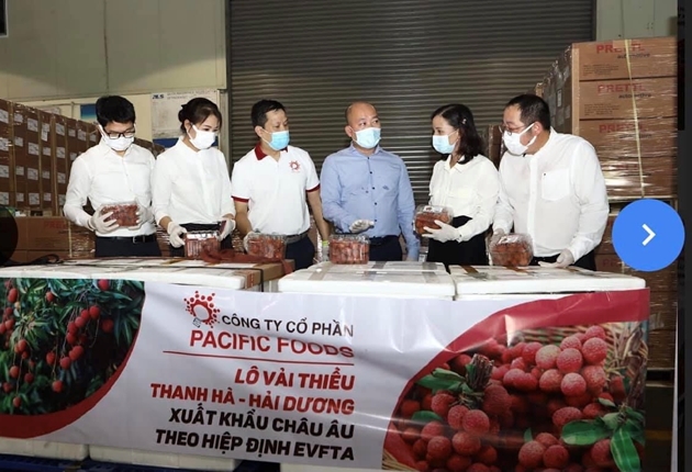 Vải thiều Việt Nam “nhận trái ngọt” từ EVFTA Vải thiều Việt Nam “nhận trái ngọt” từ EVFTA