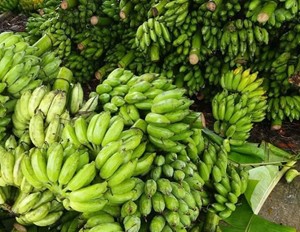 Xuất khẩu rau quả tăng mạnh Xuất khẩu rau quả tăng mạnh