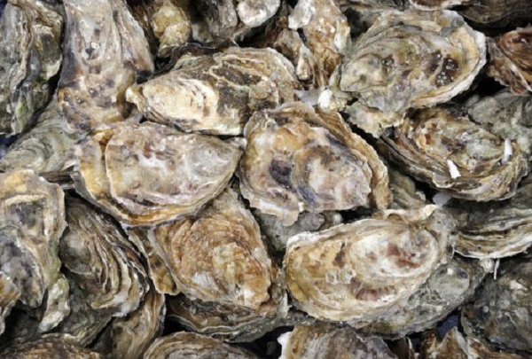 Hải quan Quảng Ninh: Phát hiện, tiêu hủy lượng lớn hàu giống nhập lậu