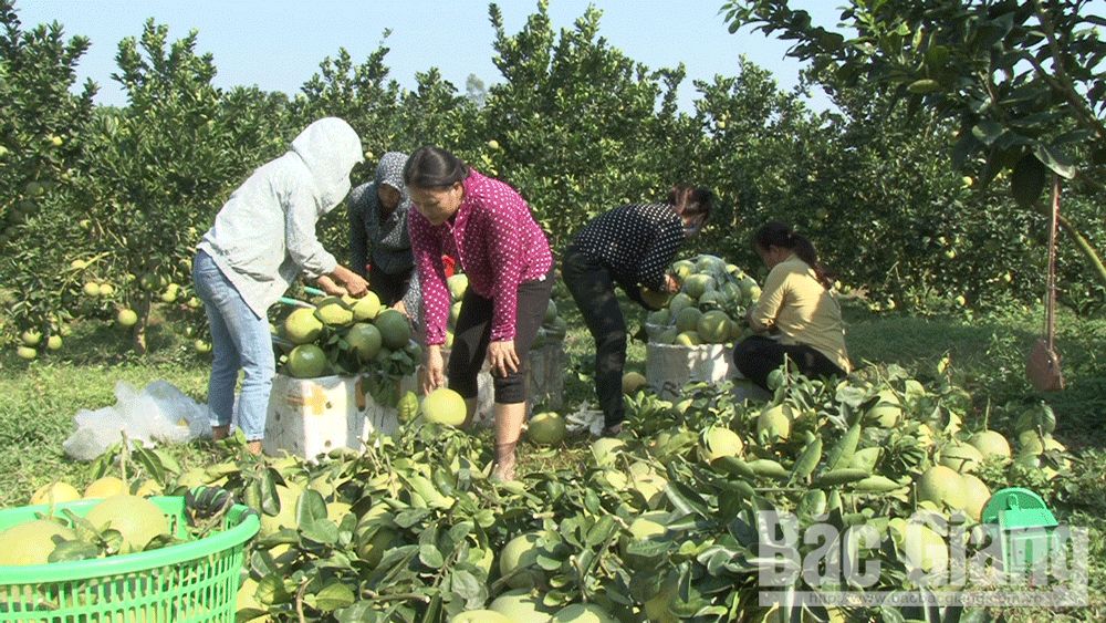 Lần đầu tiên Lục Ngạn có vải thiều hữu cơ