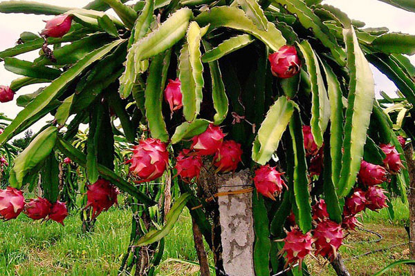 100 tấn thanh long Việt đầu tiên vào BigC Thái Lan 100 tấn thanh long Việt đầu tiên vào BigC Thái Lan