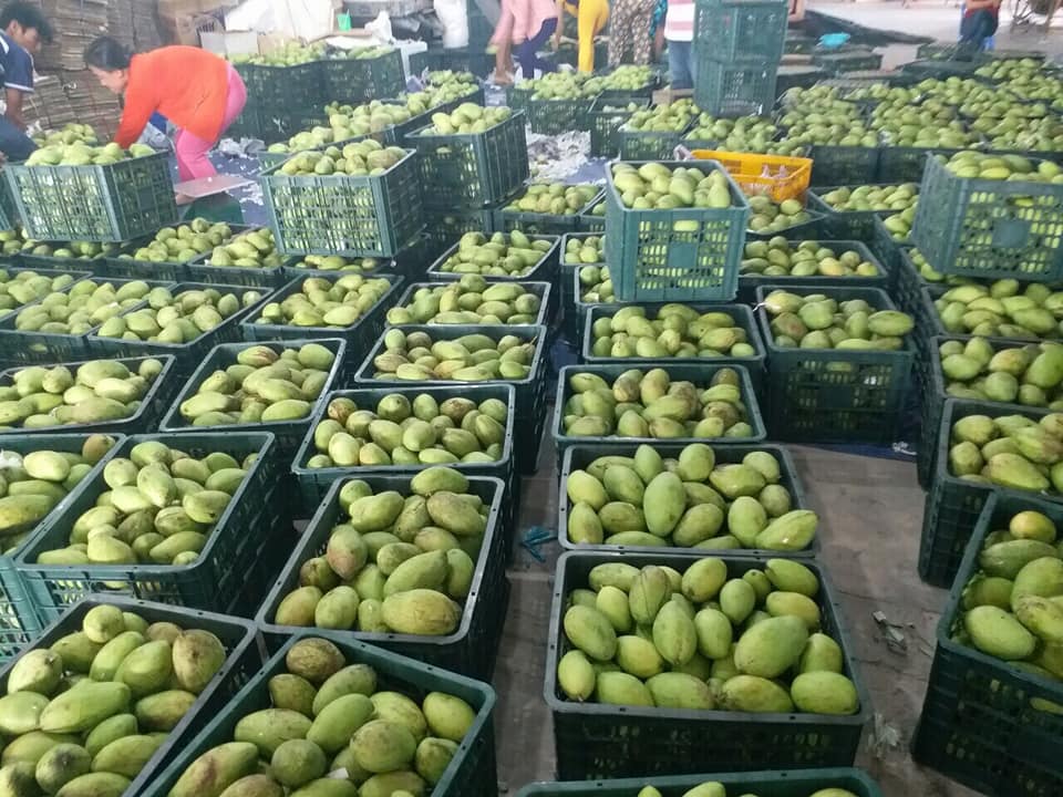 Quản lý hóa chất nông nghiệp để đẩy mạnh xuất khẩu