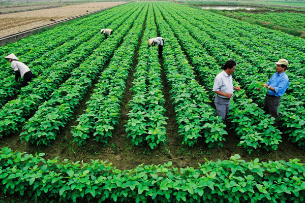 Tái cơ cấu nông nghiệp để người nông dân làm những gì thị trường yêu cầu
