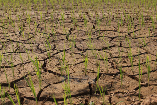 Nâng cao hiệu quả sử dụng nước cho các tỉnh bị hạn hán