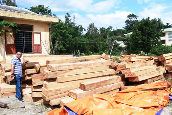 Thủ tướng yêu cầu điều tra vụ phá rừng pơ mu tại Quảng Nam