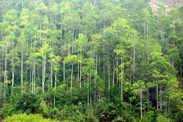 Quyết tâm khôi phục và phát triển rừng bền vững